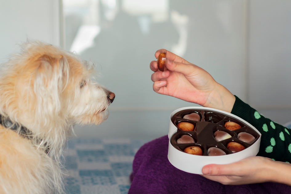 Dog Ate Chocolate: Immediate Steps to Take and Prevention Tips
– Give A Shit