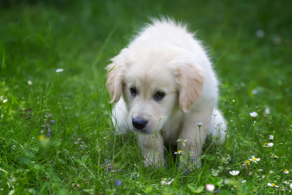 Potty Training An 8 Week Old Puppy Like A Pro 10 Practical Tips potty-training-an-8-week-old-puppy-like-a-pro-10-practical-tips