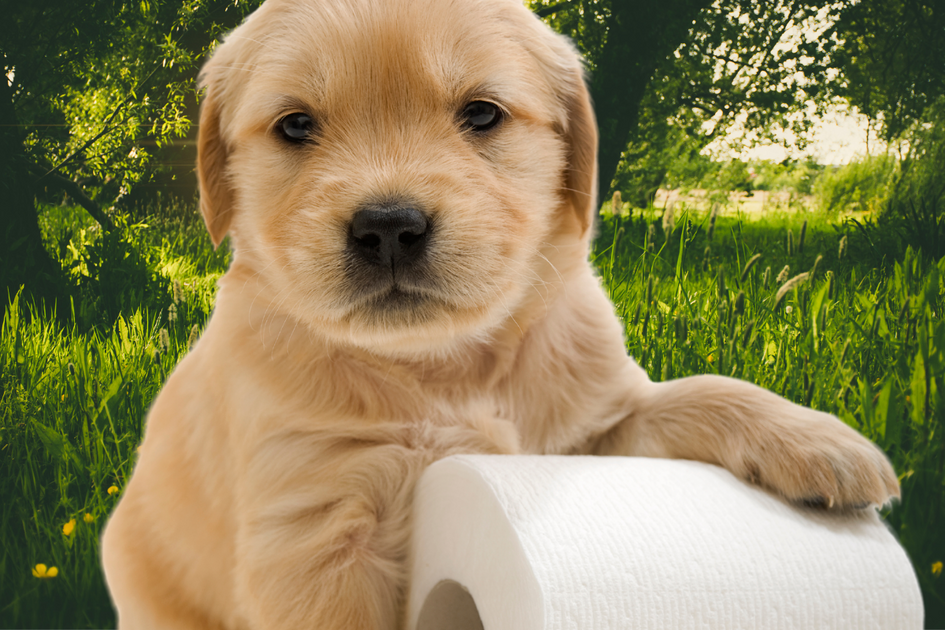 what-can-give-my-dog-diarrhea-effective-home-remedies-fast-solutions