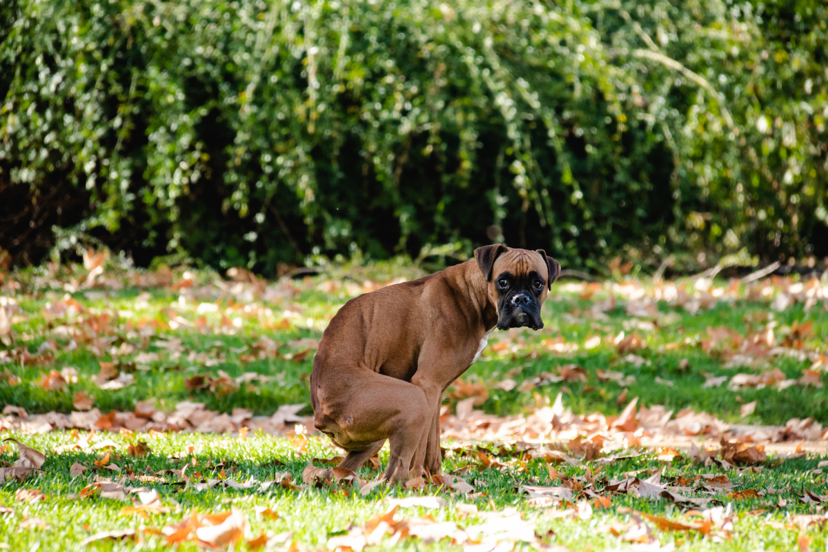 Canine Crap: The Scoop On Doggie Poop And Composting