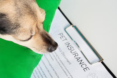 Insurance for Dogs: What Every Pet Owner Needs to Know