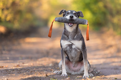Smarter Goals: Mastering Dog Training & Health