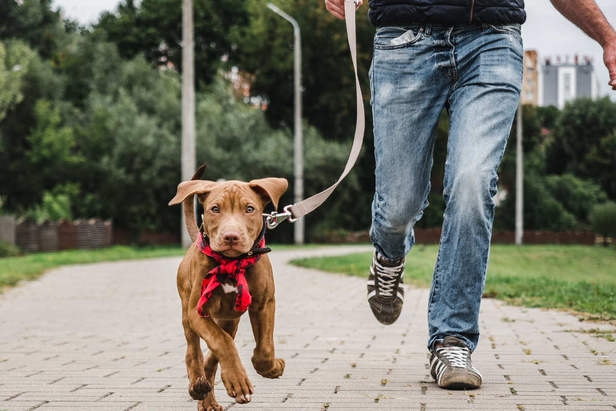 Dog Walks: More Than Just A Stroll in the Park