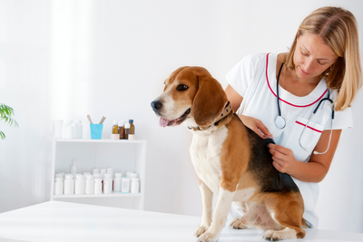 Dog Shots Schedule: A Guide For Responsible Pet Owners
