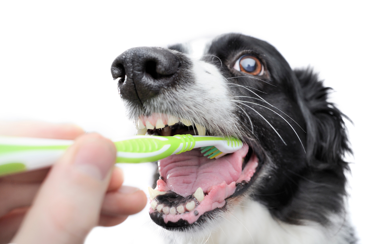 How To Clean A Dog s Mouth After Eating Poop 6 Practical Tips Give A Shit Earth Friendly Pet Products