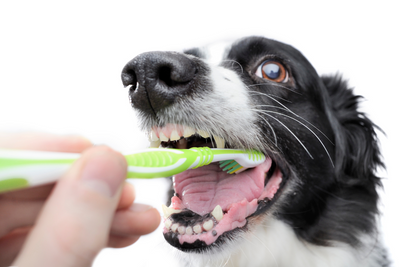 How To Clean A Dog's Mouth After Eating Poop