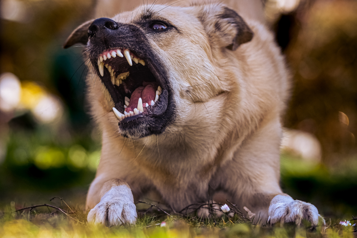 How To Train An Aggressive Dog