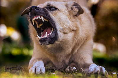 How To Train An Aggressive Dog