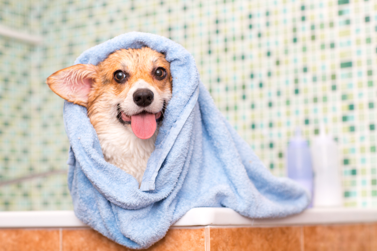 Proper Dog Grooming Is Essential For Your Pup's Health & Happiness