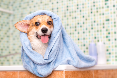 Proper Dog Grooming Is Essential For Your Pup's Health & Happiness