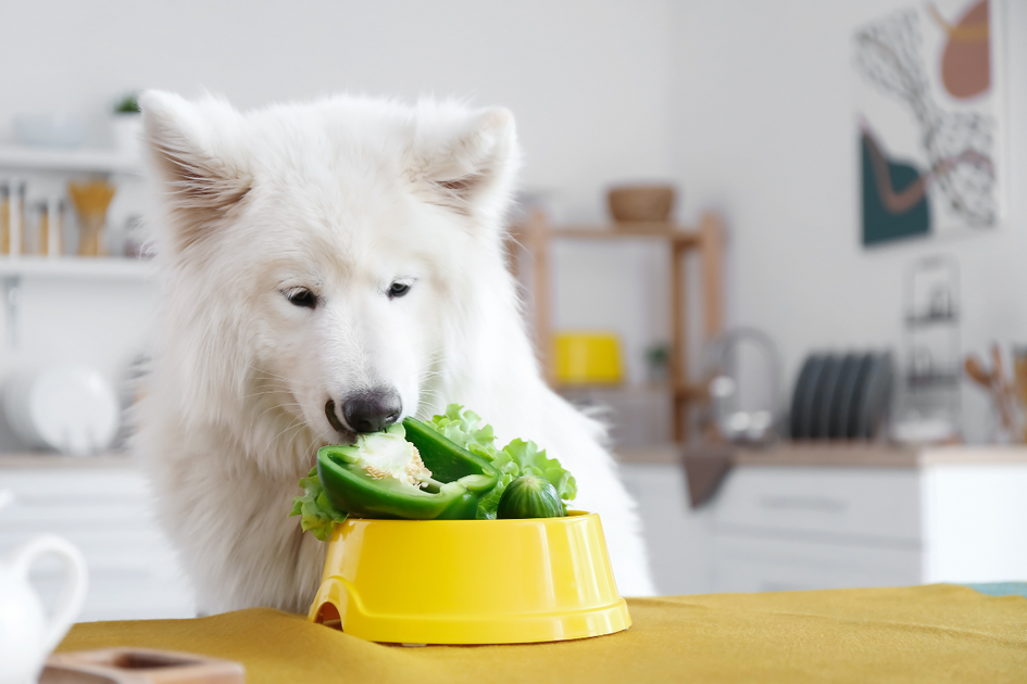 vegetarian-diet-for-dogs-can-you-pup-eat-a-meat-free-diet-give-a