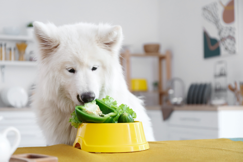 Vegetarian Diet For Dogs: The Pawsome Truth!