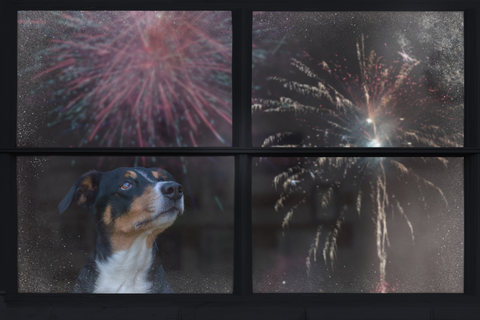 Soothing Strategies For Dogs Scared of Fireworks: A Christmas Guide