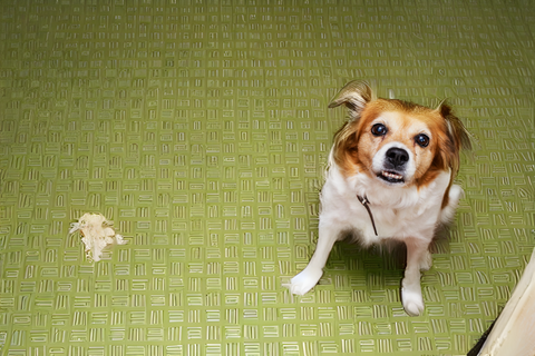 Navigating Dog Vomit: Undigested Food Concerns