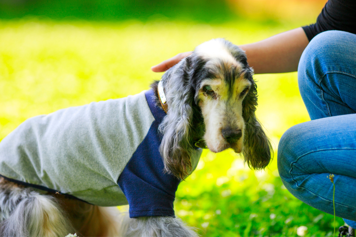 The Benefits Adopting An Older Dog: Why You Should Adopt An Adult Dog