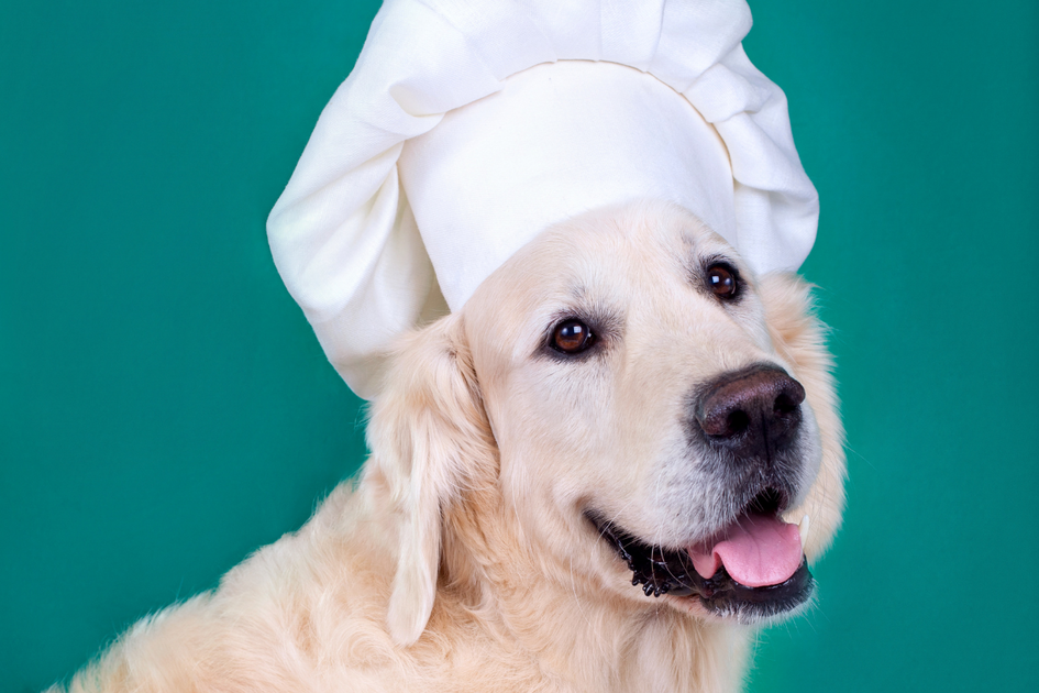 Making Dog Food the Canine Culinary Way The Best Easy Dog Recipes