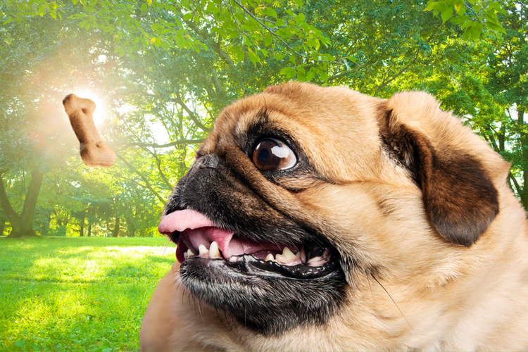 Dog Biscuit Recipe, Easy & Delicious!