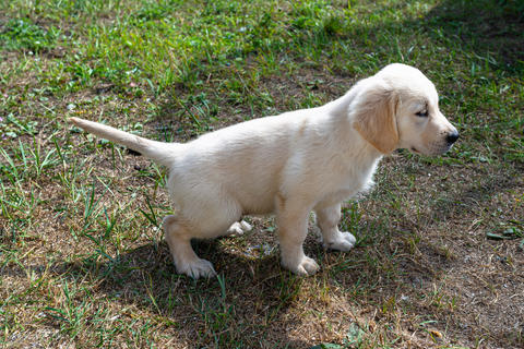 The Potty Training Chronicles: How Long Does It Take To Potty-Train A Puppy?