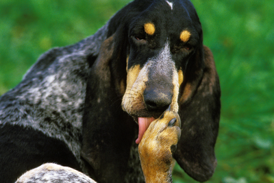 Dog Licking And Chewing Paws: A Tail Of Mystery And Mischief