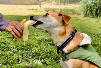 Can Dogs Eat Bananas? A Complete Guide to Bananas as a Dog Treat