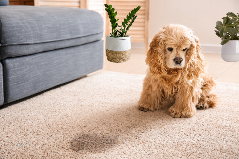 How to clean dog pee from carpet deals