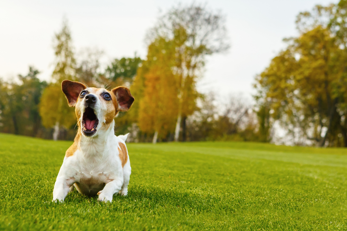 Common house dog training issues and how to fix them