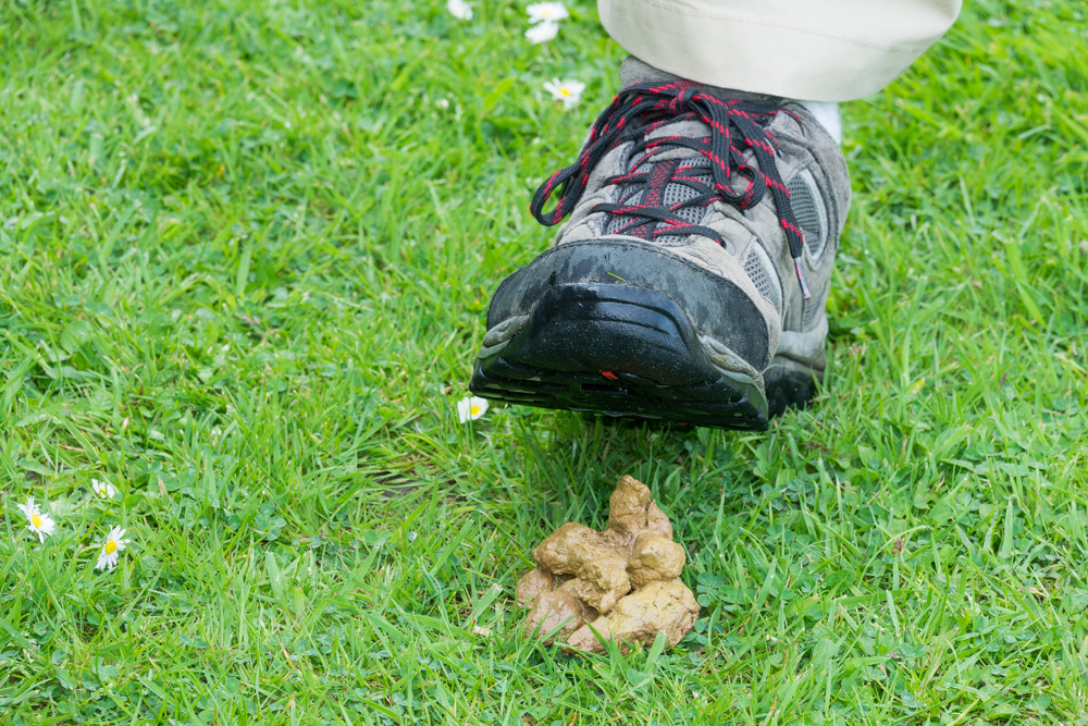 How To Clean Dog Poop Off Tennis Shoes