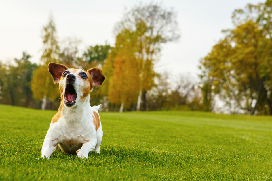 Dog Training Discover The Most Common Problems And How To Solve Them