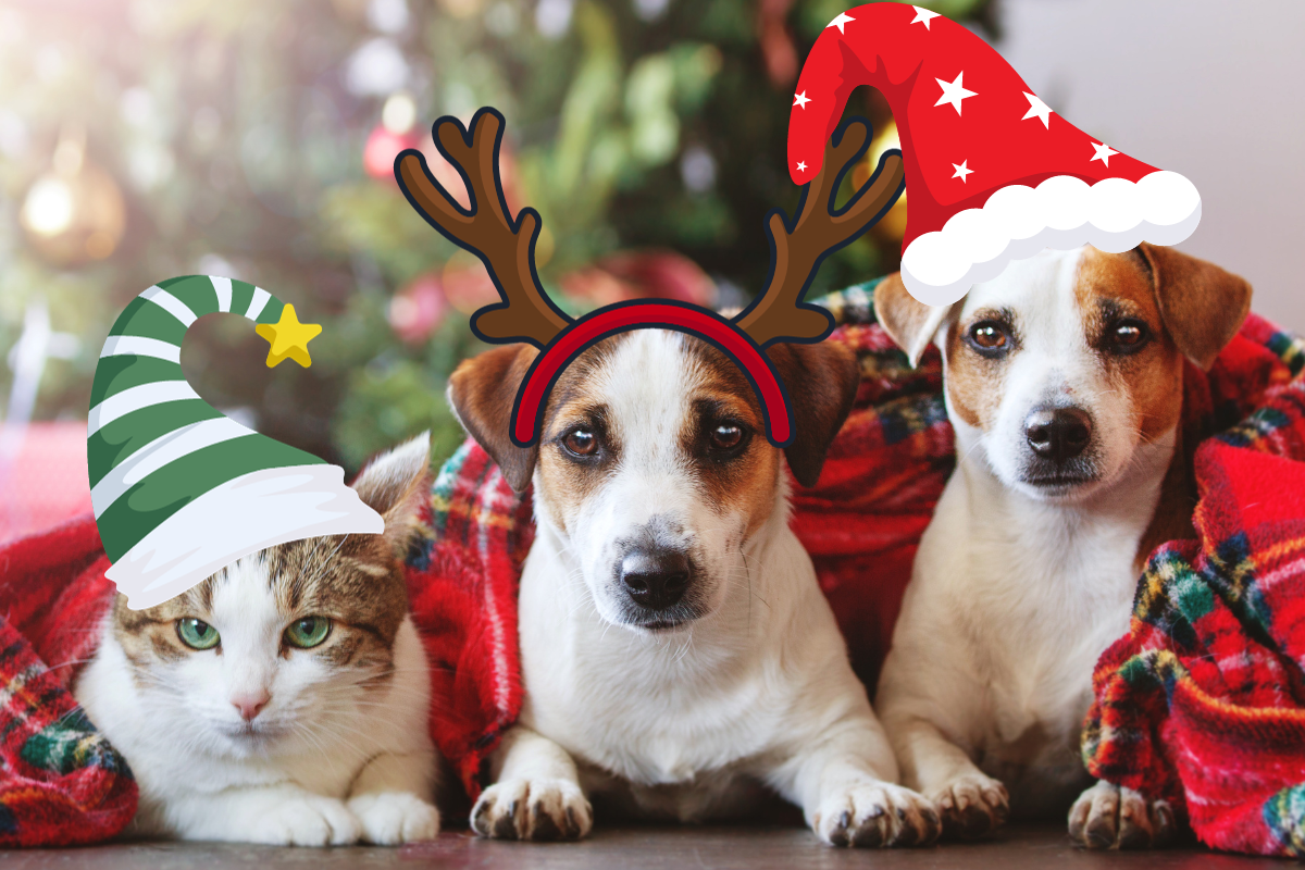 Top 10 Good Xmas Gift Ideas for Your Furry Friends | Special Deals Included