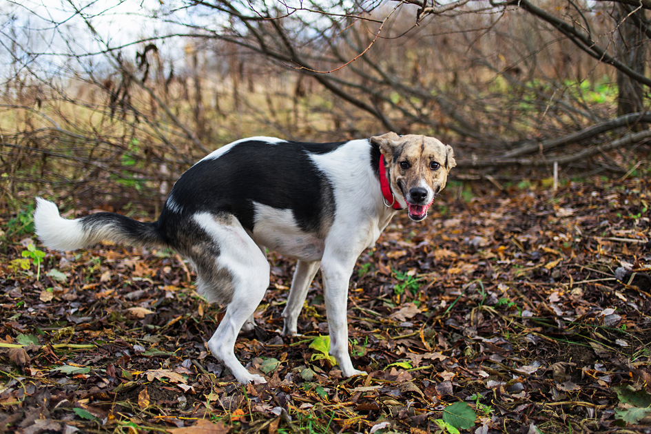 Dog Poop 101: Understanding the Ideal Appearance for Your Pet's Health ...