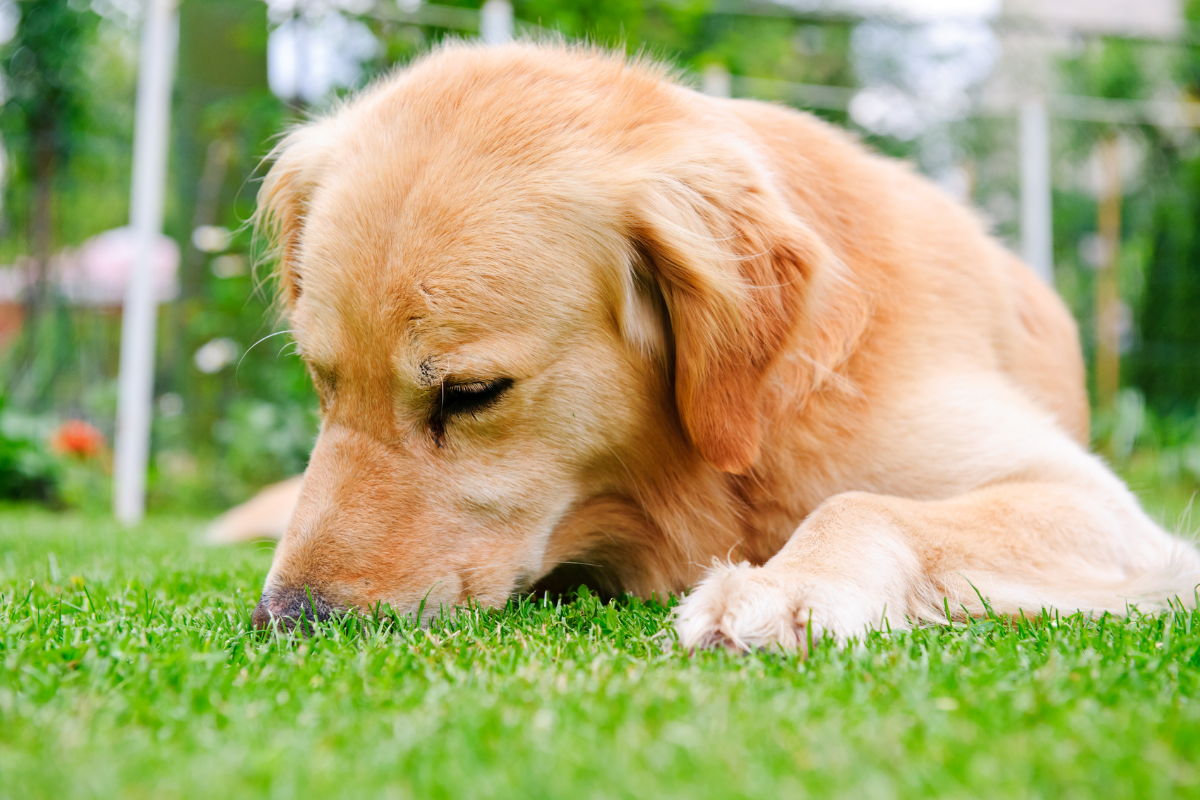 How to stop my dog from eating cat poop?