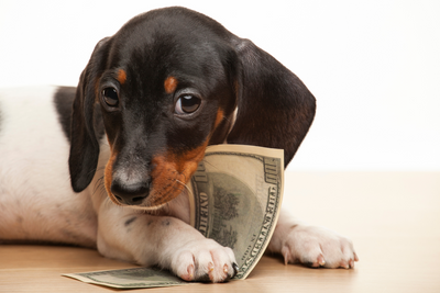 Maximizing the 30-Day Rule: A Guide for Dog Owners on Saving Money Wisely