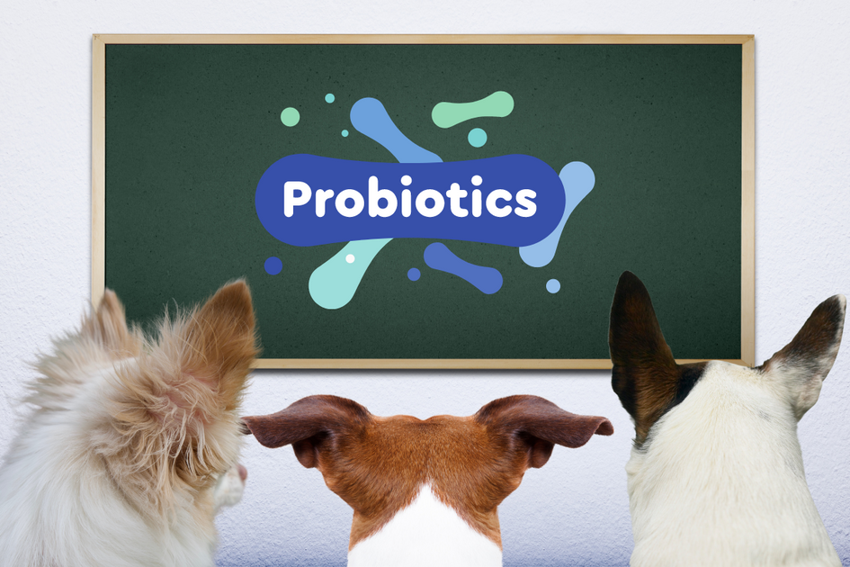 Dog Probiotics Your Pup's Best Friend for Digestive Health Give A