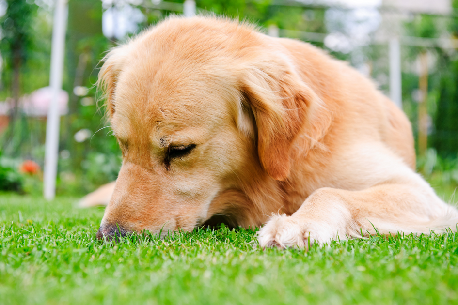 How To Stop My Dog From Eating Cat Poop? Home Remedies That Work