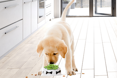 Should Dogs Eat Peas? A Comprehensive Guide For Pet Parents