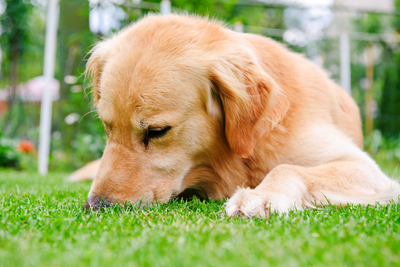 How To Stop My Dog From Eating Cat Poop? Home Remedies That Actually Work!