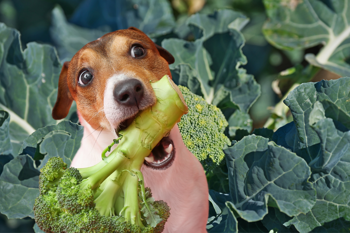 Can dogs eat broccoli cooked best sale