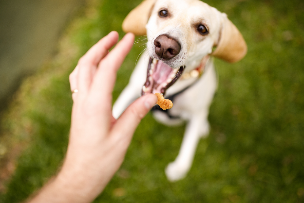 3 Ingredient Dog Treats Your Puppy Will Love