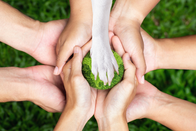 Tips To Reduce Your Pup's Carbon Footprint (Without Sacrificing Fido)