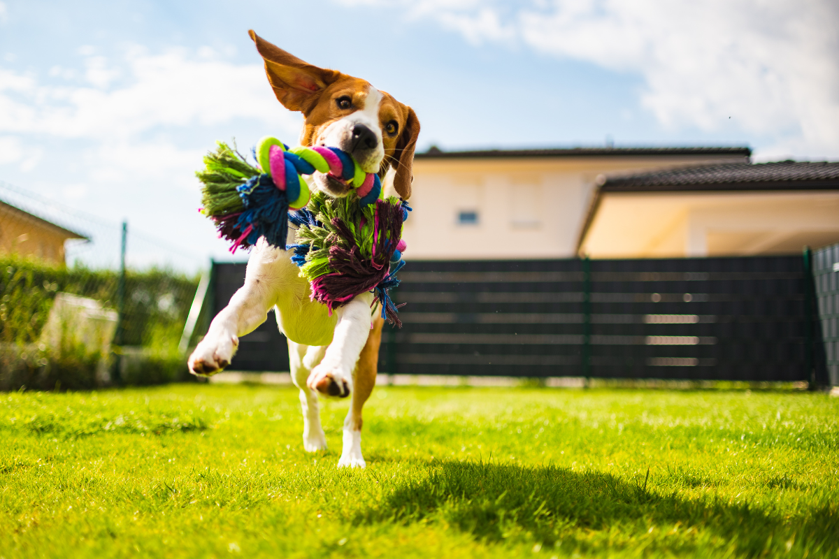 DIY Dog Toy: How Can You Create Homemade Dog Toys?