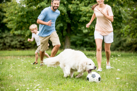 The Pet Parent's 80/20 Rule: Balancing Joy And Responsibility