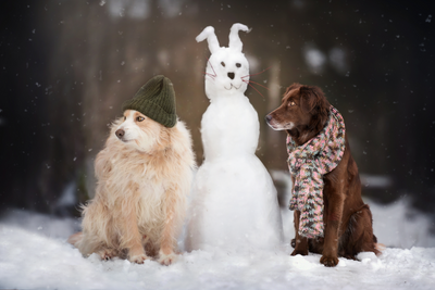 Cold Weather & Dogs: How Do We Keep Our Pets Warm When Winter Comes