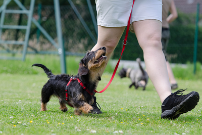 Dog Obedience Training: Where To Start And How To Proceed