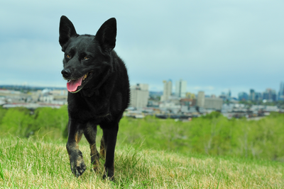 Essential Off-Leash Dog Training Tips for a Well-Behaved Pup