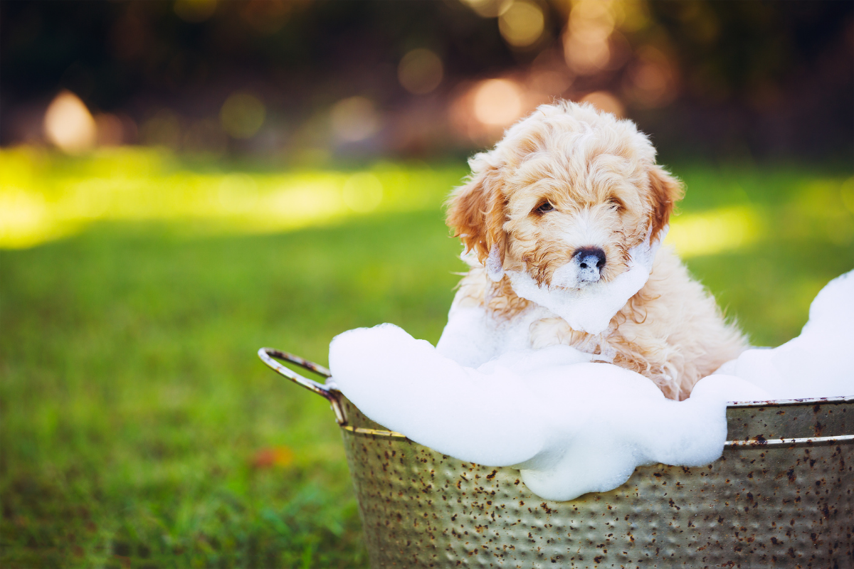 How often should you bathe your dog