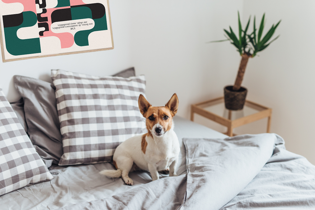 My Dog Peed On My Bed: Tips To Get Rid Of The Smell