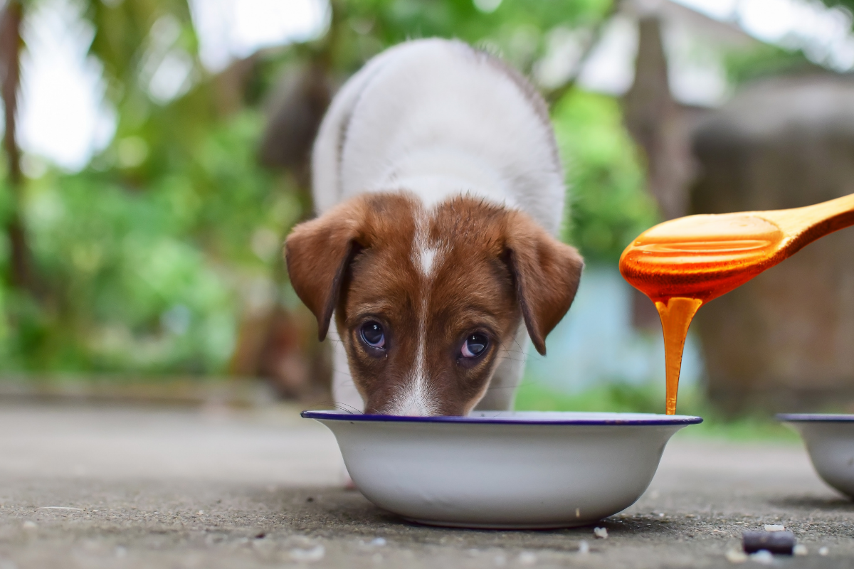 An dogs have honey online