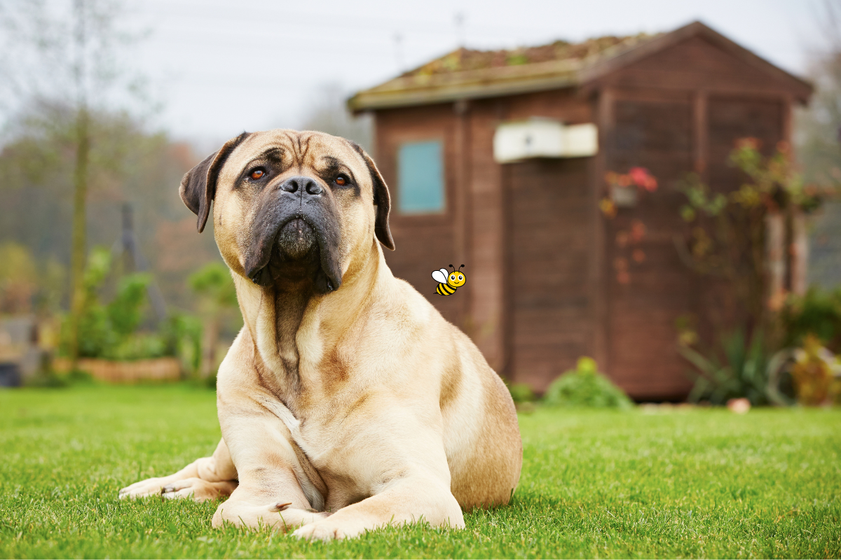 My Dog Stepped On A Bee: What Should I Do?