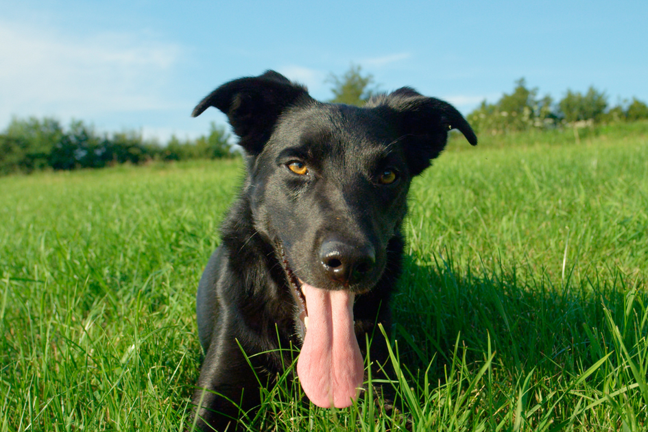 my-dog-s-breath-smells-like-fish-give-a-shit-earth-friendly-pet