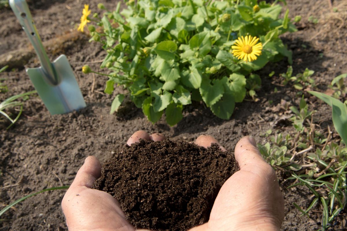 Can dog poop be used as fertilizer?